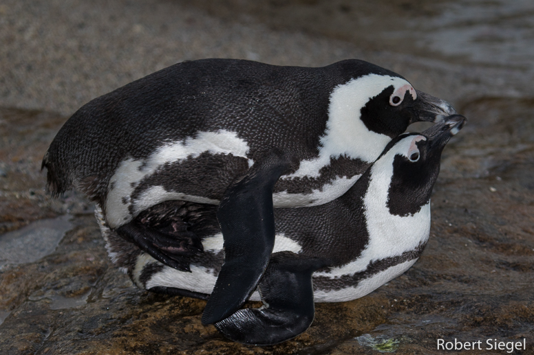 African Penguins